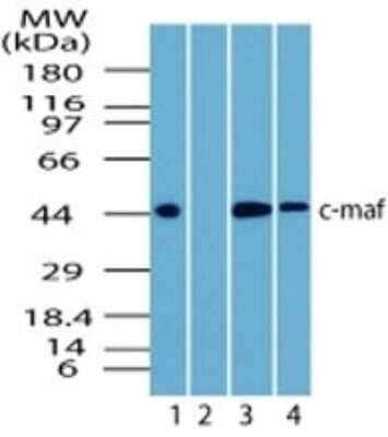 Western Blot: c-Maf AntibodyBSA Free [NBP2-24551]