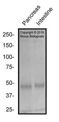 Western Blot: c-Maf AntibodyBSA Free [NBP2-24551]