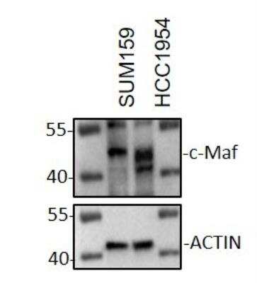 Western Blot: c-Maf AntibodyBSA Free [NBP2-24551]