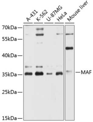 Western Blot: c-Maf AntibodyAzide and BSA Free [NBP2-92085]