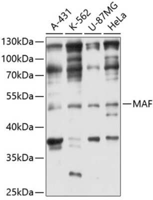 Western Blot: c-Maf AntibodyAzide and BSA Free [NBP2-92429]