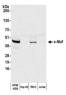 Western Blot: c-Maf Antibody (BLR045F) [NBP3-14672]