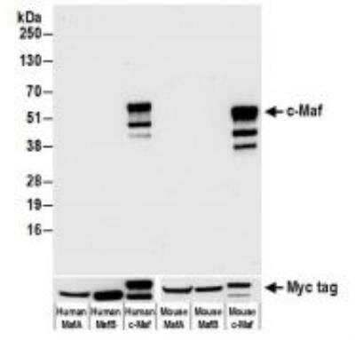 Western Blot: c-Maf Antibody (BLR045F) [NBP3-14672]