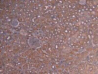 Immunohistochemistry-Paraffin: c-Myb Antibody [NB100-61662]