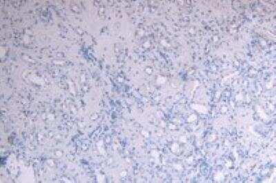 Immunohistochemistry-Paraffin: c-Myb Antibody [NB100-61662]