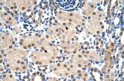 Immunohistochemistry-Paraffin: c-Myb Antibody [NBP1-80306]