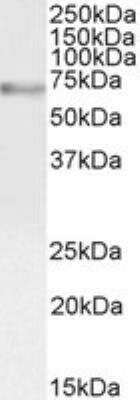 Western Blot: c-Myb Antibody [NB100-61662]