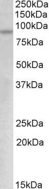 Western Blot: c-Myb Antibody [NBP1-52040]