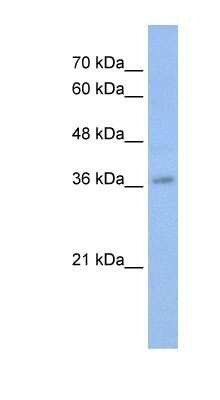 Western Blot: c-Myb Antibody [NBP1-80306]