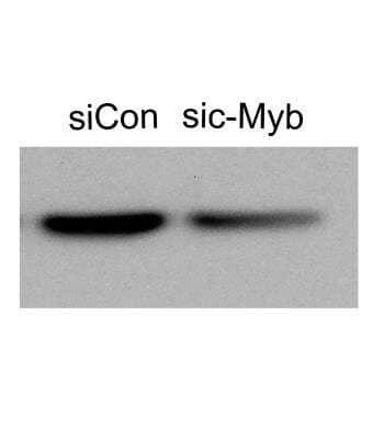 Western Blot: c-Myb Antibody [NBP1-80306]