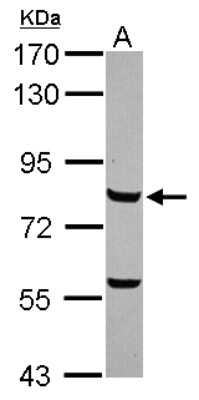 Western Blot: c-Myb Antibody [NBP2-15923]