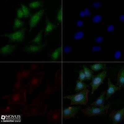 Immunocytochemistry/ Immunofluorescence: c-Myc Antibody (9E10) - Azide and BSA Free [NBP2-80675]