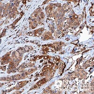 Immunohistochemistry: c-Myc Antibody (9E10) - Azide and BSA Free [NBP2-80675]