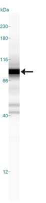 Simple Western: c-Myc Antibody (9E10)Azide and BSA Free [NBP2-80675]