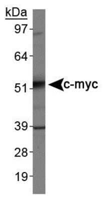 Western Blot: c-Myc Antibody (9E10)Azide and BSA Free [NBP2-80675]