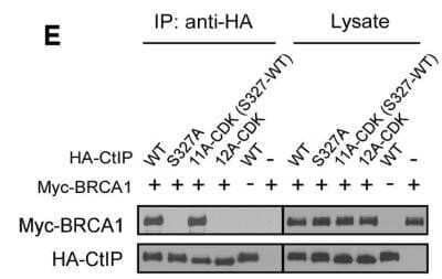 Western Blot: c-Myc Antibody (9E10)Azide and BSA Free [NBP2-80675]