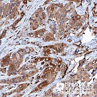 Immunohistochemistry-Paraffin: c-Myc Antibody (9E10) - BSA Free [NB600-302]