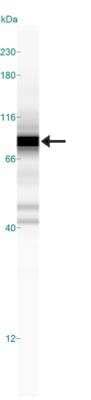 Simple Western: c-Myc Antibody (9E10)BSA Free [NB600-302]