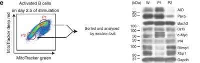 Western Blot: c-Myc Antibody (9E10)BSA Free [NB600-302]