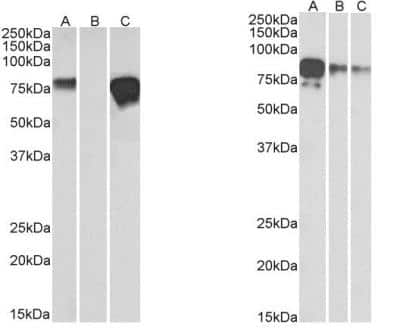 Western Blot: c-Myc Antibody (9E10)ChimericAzide and BSA Free [NBP2-52636]