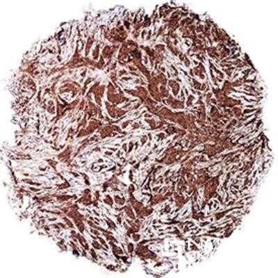 Immunohistochemistry: c-Myc Antibody (9E11) - Azide and BSA Free [NBP2-80674]