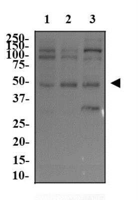Western Blot: c-Myc Antibody (9E11)BSA Free [NB200-108]