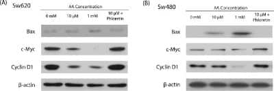 Western Blot: c-Myc Antibody (9E11)BSA Free [NB200-108]