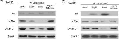 Western Blot: c-Myc Antibody (9E11)BSA Free [NB200-108]