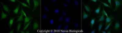Immunocytochemistry/ Immunofluorescence: c-Myc Antibody - BSA Free [NB600-335]