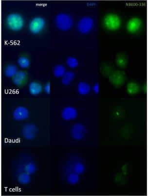 Immunocytochemistry/ Immunofluorescence: c-Myc Antibody [NB600-336]