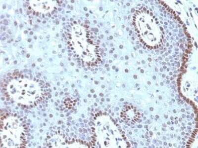 Immunohistochemistry-Paraffin: c-Myc Antibody (MYC909) - Azide and BSA Free [NBP2-86683]