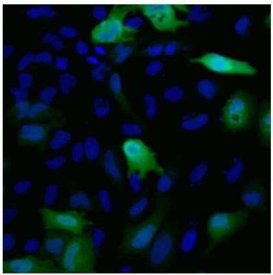 Immunocytochemistry/ Immunofluorescence: c-Myc Antibody (Myc.A7) - Azide and BSA Free [NBP2-37822]