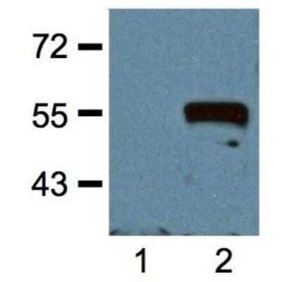 Western Blot: c-Myc Antibody (Myc.A7)Azide and BSA Free [NBP2-37822]