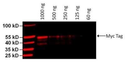 Western Blot: c-Myc Antibody (Myc.A7)Azide and BSA Free [NBP2-37822]