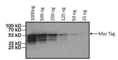 Western Blot: c-Myc Antibody (Myc.A7)Azide and BSA Free [NBP2-37822]