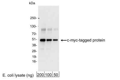 Western Blot: c-Myc AntibodyBSA Free [NB600-334]