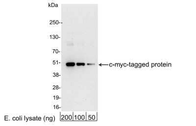 Western Blot: c-Myc AntibodyBSA Free [NB600-335]