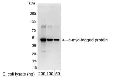 Western Blot: c-Myc AntibodyBSA Free [NB600-335]