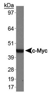 Western Blot: c-Myc Antibody [NB600-336]