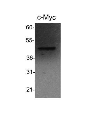 Western Blot: c-Myc Antibody [NB600-336]