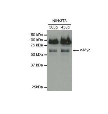 Western Blot: c-Myc Antibody [NB600-336]
