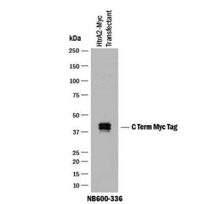Western Blot: c-Myc Antibody [NB600-336]