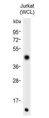 Western Blot: c-Myc Antibody [NB600-336]