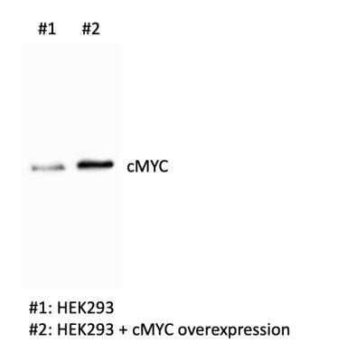 Western Blot: c-Myc Antibody [NB600-336]