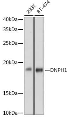 Western Blot: c-Myc-responsive protein Rcl Antibody (7C1Z8) [NBP3-16115]