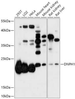 Western Blot: c-Myc-responsive protein Rcl AntibodyAzide and BSA Free [NBP2-92364]