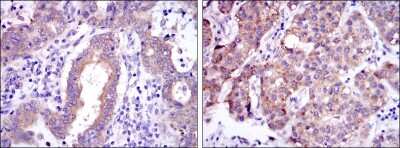 Immunohistochemistry-Paraffin: c-Rel Antibody (1E7) - BSA Free [NBP2-37593]