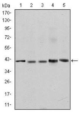 Western Blot: c-Rel Antibody (1E7)BSA Free [NBP2-37593]