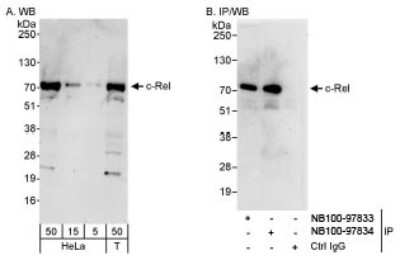 Western Blot: c-Rel Antibody [NB100-97834]