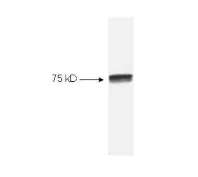 Western Blot: c-Rel Antibody [NB600-474]